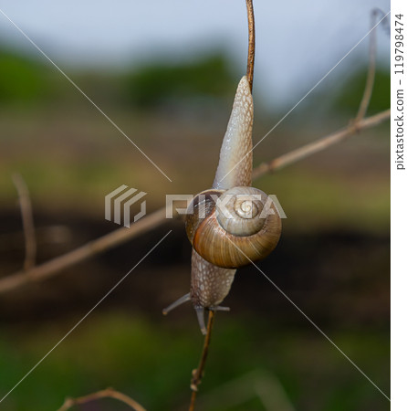 Helix pomatia, common names the Roman snail, Burgundy snail, edible snail, or escargot - perfect macro details 119798474