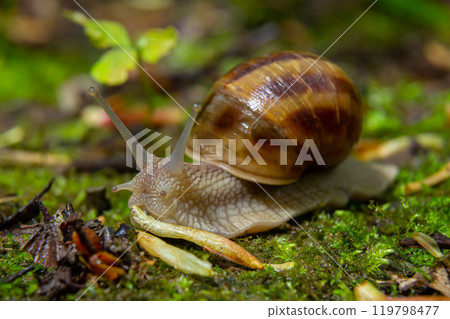 Burgundy snail Helix, escargot on the surface of old stump with moss in a natural environment. Green moss and mold growing on the old tree trunk. macro. close-up images of nature 119798477
