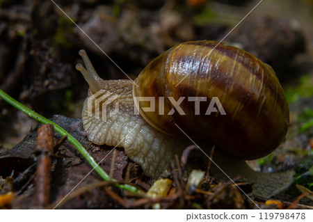 Helix pomatia, common names the Roman snail, Burgundy snail, edible snail, or escargot - perfect macro details Helix pomatia, common names the Roman snail, Burgundy snail, edible snail, or escargot - perfect macro details 119798478