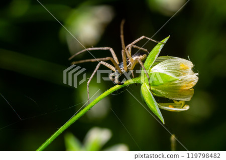 Adult Female Wolf Spider from the Family Lycosidae hunted a red insect carnivorous Adult Female Wolf Spider from the Family Lycosidae hunted a red insect carnivorous 119798482