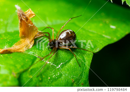 Long jawed orb weaver spider Pachygnatha listeri 119798484
