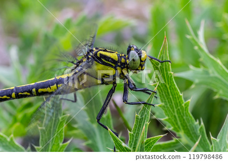 Dragonfly Gomphus vulgatissimus in front of green background macro shot with dew. on the wings. Blue flowers in the morning of a sunny summer day 119798486