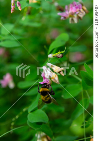 Bumble bee sitting on a thistle flower, closeup. Front view. Genus species Bombus 119798487