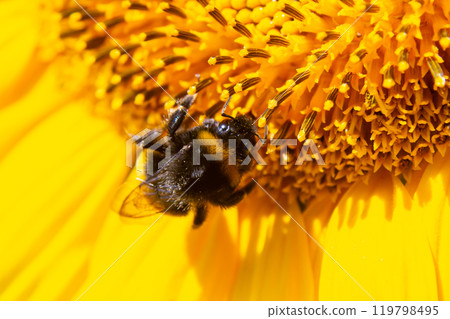 Bumble bee sitting on a thistle flower, closeup. Front view. Genus species Bombus Bumble bee sitting on a thistle flower, closeup. Front view. Genus species Bombus 119798495