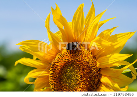 Bumble bee sitting on a thistle flower, closeup. Front view. Genus species Bombus 119798496