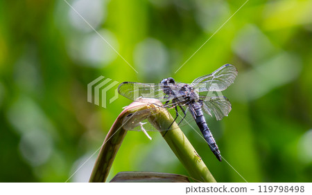 Dragonfly Gomphus vulgatissimus in front of green background macro shot with dew. on the wings. Blue flowers in the morning of a sunny summer day 119798498