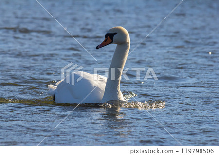 A white mute swan swims on a calm body of water. The water is blue. The swan has slightly raised its wings A white mute swan swims on a calm body of water. The water is blue. The swan has slightly raised its wings 119798506