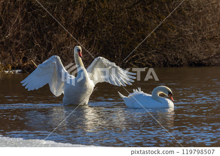 A white mute swan swims on a calm body of water. The water is blue. The swan has slightly raised its wings A white mute swan swims on a calm body of water. The water is blue. The swan has slightly raised its wings 119798507