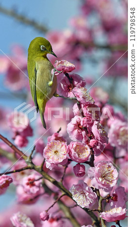 A white-eye on a red plum blossom in full bloom (This is the image) (An interesting image) (Spring image) A white-eye on a red plum blossom in full bloom (This is the image) (An interesting image) (Spring image) 119798548