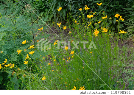 Coreopsis grandiflora is blooming. Romantic plants. Yellow floral background. Cottage garden. 119798591