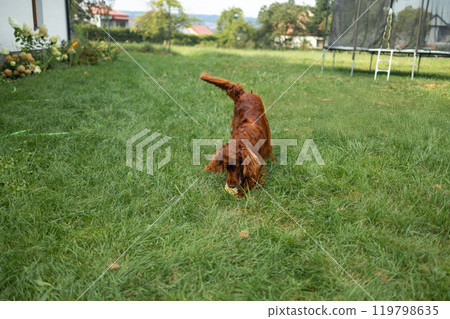 Beautiful happy red Irish Setter dog playing outdoors in grass on a beautiful summer day at backyard. Brown Dog in yoga pose. Domestic animals concept 119798635