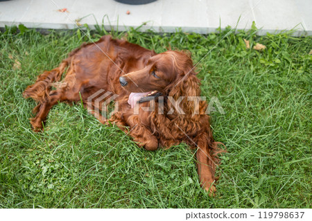 Tired happy brown Irish Setter dog lies on the grass at backyard 119798637