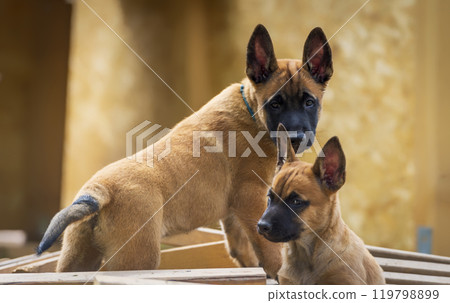Two adorable puppies of belgian shepherd malinois on the wooden background. 119798899