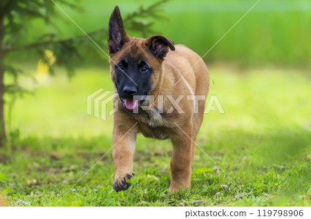 Funny belgian shepherd Malinois puppy running on the green grass in the park and looking at the camera 119798906