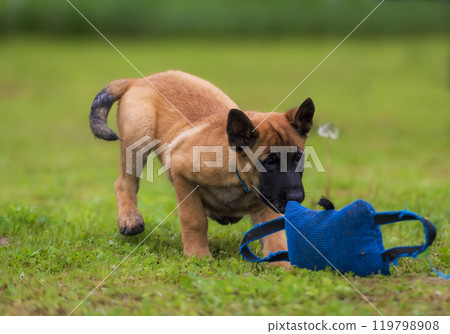 Belgian shepherd malinois puppy with blue training pillow on green grass in the park. Belgian shepherd malinois puppy with blue training pillow on green grass in the park. 119798908