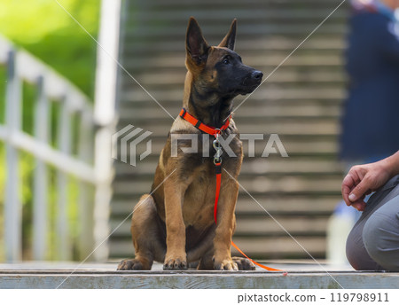 Horizontal portrait of belgian shepherd Malinois puppy sitting on a wooden stairway background 119798911