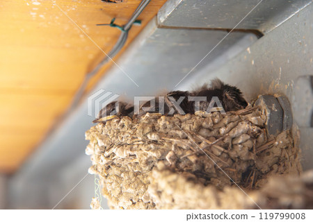 Swallow chicks nest Swallow chicks nest 119799008