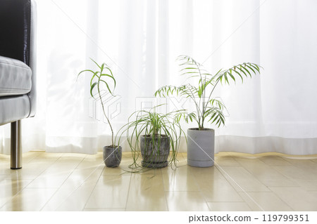 Potted interior green houseplants placed on the windowsill 119799351