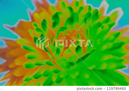 Colorful flower macro close up. Abstract floral background for design. Colorful flower macro close up. Abstract floral background for design. 119799460