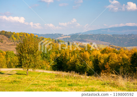 forest in colorful foliage. beautiful view. mountainous countryside landscape of ukraine on a sunny afternoon in autumn. fall season in carpathian mountains. scenic valley of rural scenery 119800592