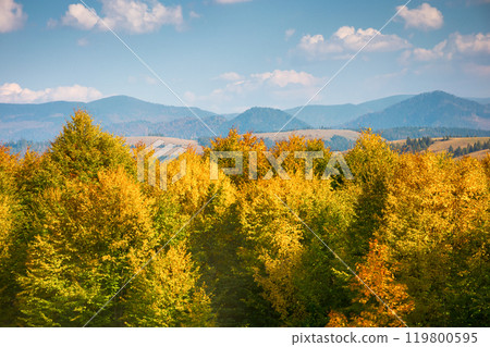 forest in colorful foliage. amazing woods. mountainous countryside landscape of ukraine on a sunny afternoon in autumn. fall season in carpathian mountains. rural scenery on ocatober weather 119800595