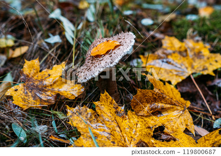 Mushroom with autumn leaf on cap surrounded by yellow fallen leaves in forest. Fungi foraging, wilderness exploration, natural ecosystem concept 119800687