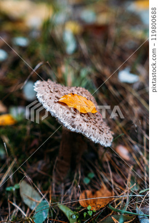 Mushroom with autumn leaf on cap surrounded by yellow fallen leaves in forest. Fungi foraging, wilderness exploration, natural ecosystem concept Mushroom with autumn leaf on cap surrounded by yellow fallen leaves in forest. Fungi foraging, wilderness exploration, natural ecosystem concept 119800688