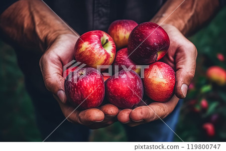 senior hands lovingly hold red apples at home. senior hands lovingly hold red apples at home. 119800747
