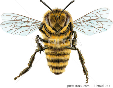 Bee watercolor illustration. Watercolor painting art. Hand painted. Bee watercolor illustration. Watercolor painting art. Hand painted. 119801045