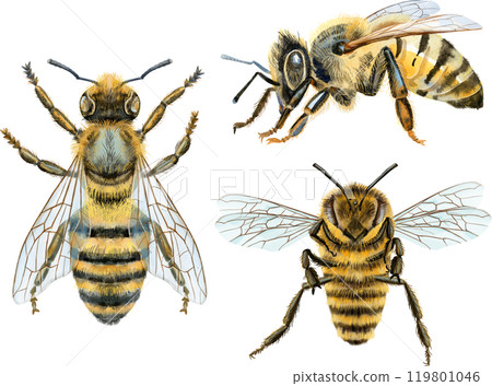 Bees watercolor illustration. Watercolor painting art. Hand painted. 119801046