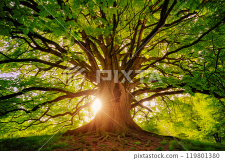 Tree of life concept. The sunlight shines through the crooked branches of a majestic big tree. 119801380