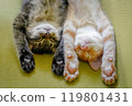 Kittens sleeping with their arms raised 119801431