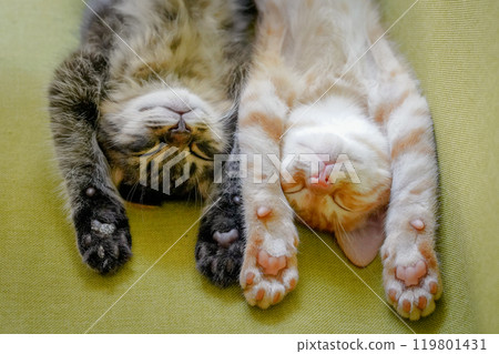 小貓們睡得很開心 小貓們睡得很開心 119801431