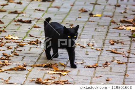 A black cat walks through autumn foliage in sunny weather A black cat walks through autumn foliage in sunny weather 119801608