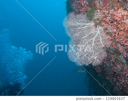 A healthy coral reef with a giant Gorgonian sea fan in clear blue water, Puerto Galera, Philippines 119801637