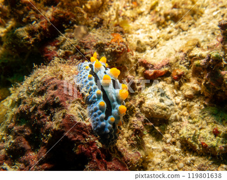 Sea slug Phyllidia varicosa, or Wart Slug, a colorful nudibranch with black stripes, yellow spots Sea slug Phyllidia varicosa, or Wart Slug, a colorful nudibranch with black stripes, yellow spots 119801638