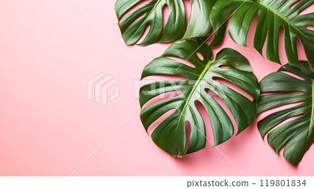 A bright and creative color scheme created from tropical leaves on a pink background 119801834