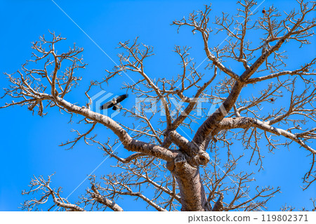 Black Bird Landing on a Majestic Baobab Tree, Morondava, Madagascar. Black Bird Landing on a Majestic Baobab Tree, Morondava, Madagascar. 119802371