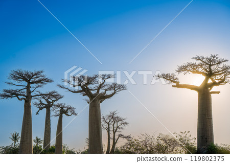 Golden Hour in Madagascar: Majestic Baobabs Against a Blue Sky. 119802375