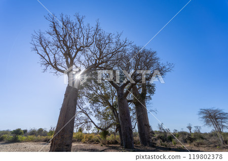 Sun Shining Through Baobab Trees: A Majestic Sight. Sun Shining Through Baobab Trees: A Majestic Sight. 119802378