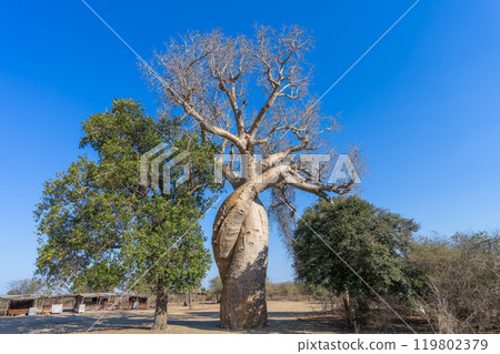 Entwined Souls: Two Baobab Trees in a Loving Embrace. Entwined Souls: Two Baobab Trees in a Loving Embrace. 119802379