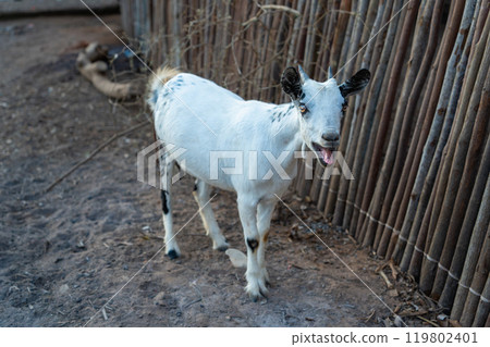 White Goat Bleating by Bamboo Fence on Avenue of the Baobabs, Madagascar. 119802401