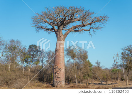 Majestic Baobabs Lining a Dirt Road in Morondava, Madagascar. Majestic Baobabs Lining a Dirt Road in Morondava, Madagascar. 119802403