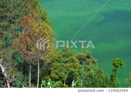 Lush green trees stand tall against a vibrant, emerald-green lake of Telaga Menjer Lush green trees stand tall against a vibrant, emerald-green lake of Telaga Menjer 119802404