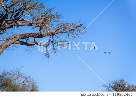 Black Bird Landing on a Majestic Baobab Tree, Morondava, Madagascar. 119802405