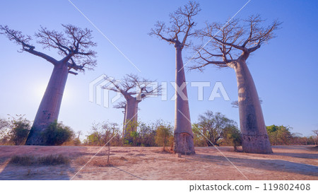 Golden Sunset at the Avenue of the Baobabs, Madagascar. 119802408