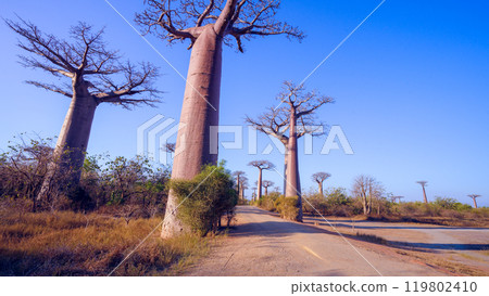 Golden Sunset at the Avenue of the Baobabs, Madagascar. 119802410