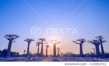 Golden Hour at the Avenue of the Baobabs. 119802412