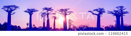 Golden Sunset at the Avenue of the Baobabs, Madagascar. 119802415