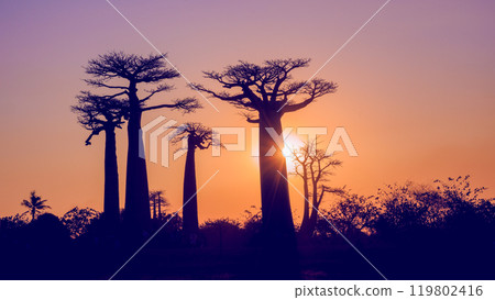 Golden Sunset at the Avenue of the Baobabs, Madagascar. 119802416